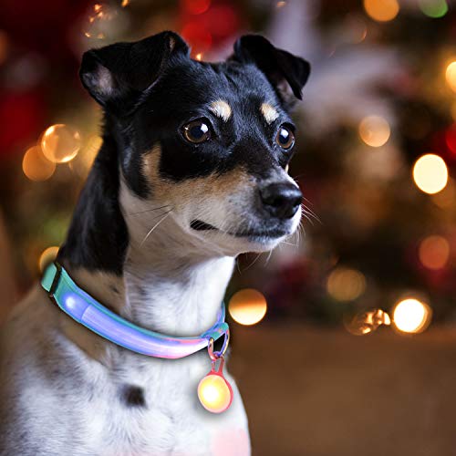 AJOXEL 6 PCS Luz para Perros LED con Collar Perro, Collar de Perro con Luz LED Collar de Seguridad LED para Perros, 3 Modos Intermitente Luces Batería Incluida con 6 Pilas de Repuesto AJOXEL 6 PCS Luz para Perros LED con Collar Perro, Collar de Perro con Luz LED Collar de Seguridad LED para Perros, 3 Modos Intermitente Luces Batería Incluida con 6 Pilas de Repuesto