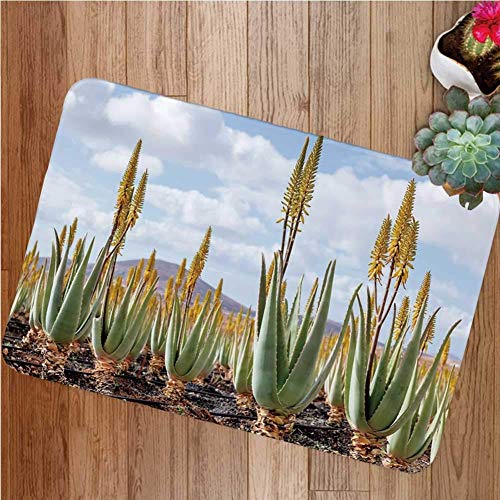 Alfombrilla para puerta delantera de la planta, foto de la plantación de aloe vera Hojas medicinales Remedio Fuerteventura Alfombrilla decorativa para el interior o el exterior de las Islas Canarias Alfombrilla para puerta delantera de la planta, foto de la plantación de aloe vera Hojas medicinales Remedio Fuerteventura Alfombrilla decorativa para el interior o el exterior de las Islas Canarias