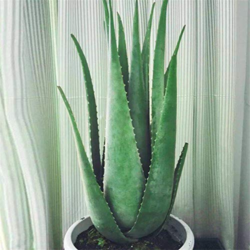 Aloe vera flor en maceta plántulas belleza plantas comestibles de interior absorción de formaldehído hidratante acné belleza aloe 300 tabletas-300 cápsulas