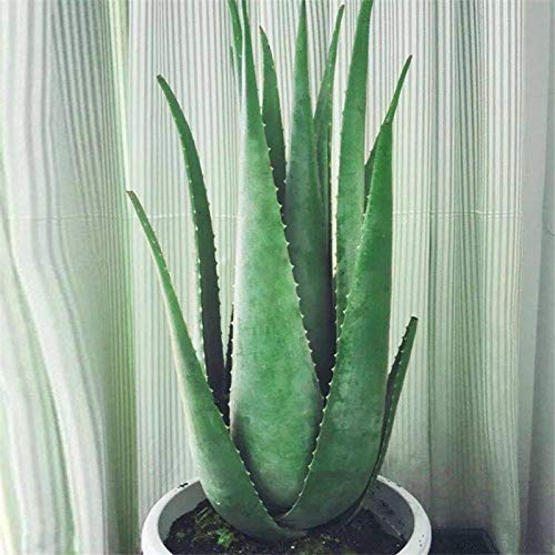 Aloe vera flor en maceta plántulas belleza plantas comestibles de interior absorción de formaldehído hidratante acné belleza aloe 300 tabletas-300 cápsulas Aloe vera flor en maceta plántulas belleza plantas comestibles de interior absorción de formaldehído hidratante acné belleza aloe 300 tabletas-300 cápsulas