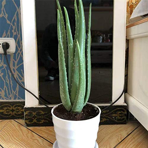 Aloe vera flor en maceta plántulas belleza plantas comestibles de interior absorción de formaldehído hidratante acné belleza aloe 300 tabletas-300 cápsulas Aloe vera flor en maceta plántulas belleza plantas comestibles de interior absorción de formaldehído hidratante acné belleza aloe 300 tabletas-300 cápsulas