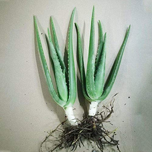 Aloe vera flor en maceta plántulas belleza plantas comestibles de interior absorción de formaldehído hidratante acné belleza aloe 300 tabletas-300 cápsulas Aloe vera flor en maceta plántulas belleza plantas comestibles de interior absorción de formaldehído hidratante acné belleza aloe 300 tabletas-300 cápsulas