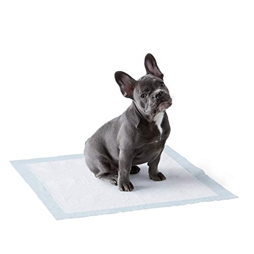 AmazonBasics - Toallitas de entrenamiento para mascotas (tamaño regular, 150 unidades) AmazonBasics - Toallitas de entrenamiento para mascotas (tamaño regular, 150 unidades)