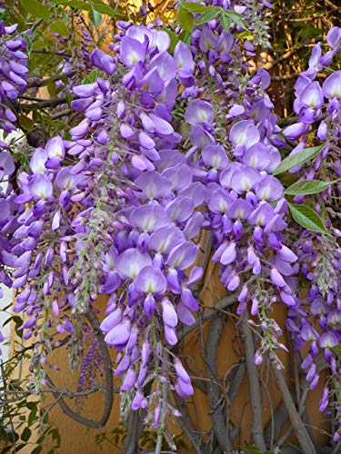 Asklepios-seeds® - 50 Semillas de Wisteria sinensis visteria china, glicina Asklepios-seeds® - 50 Semillas de Wisteria sinensis visteria china, glicina