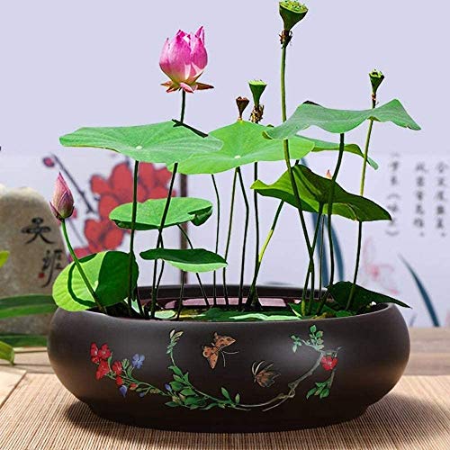 Bcaer Potes acristalados de cerámica suculenta poco profundos con agujero de drenaje, FFICE GREEN DILL PURPLE SAND OVAL OVAL OVAL MINIATURA BONSAI BONSAI A prueba de agua Garden Simple Arte Antiguo E Bcaer Potes acristalados de cerámica suculenta poco profundos con agujero de drenaje, FFICE GREEN DILL PURPLE SAND OVAL OVAL OVAL MINIATURA BONSAI BONSAI A prueba de agua Garden Simple Arte Antiguo E