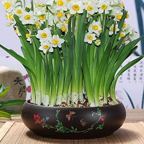 Bcaer Potes acristalados de cerámica suculenta poco profundos con agujero de drenaje, FFICE GREEN DILL PURPLE SAND OVAL OVAL OVAL MINIATURA BONSAI BONSAI A prueba de agua Garden Simple Arte Antiguo E Bcaer Potes acristalados de cerámica suculenta poco profundos con agujero de drenaje, FFICE GREEN DILL PURPLE SAND OVAL OVAL OVAL MINIATURA BONSAI BONSAI A prueba de agua Garden Simple Arte Antiguo E
