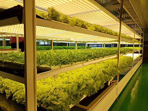Bozily Lámpara de Plantas, Lámpara LED Cultivo 300W para Plantas de Interior, Cabezal Dual de Espectro Completo, 338 LED, Auto On/Off, Led Cultivo Interior Crecimiento y Floracion Bozily Lámpara de Plantas, Lámpara LED Cultivo 300W para Plantas de Interior, Cabezal Dual de Espectro Completo, 338 LED, Auto On/Off, Led Cultivo Interior Crecimiento y Floracion