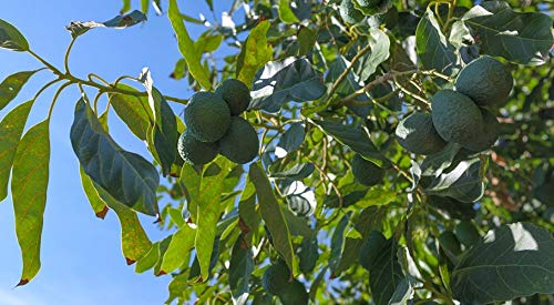 Caja de aguacates-directamente de nuestra finca a tu casa