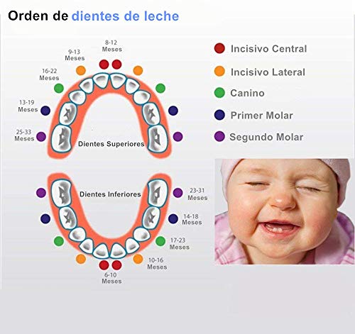 DEAROPE Caja de Dientes, Caja para Dientes en Español de Leche, Caja de Madera para Guardar Dientes (Niño)