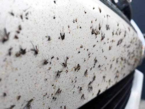 Ecosoluciones Químicas ECO-103 | Limpiador de Insectos estrellados en Frontales, Parabrisas y Parachoques | 5 litros. Ecosoluciones Químicas ECO-103 | Limpiador de Insectos estrellados en Frontales, Parabrisas y Parachoques | 5 litros.