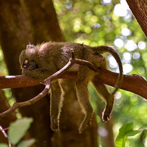 Finales de 2019: Canciones De Cuna De Naturaleza Profundamente Pacífica Para Un Sueño Profundo Y Relajación