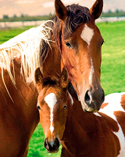 GB Eye, Caballos, Mare and Foal, Mini Poster 40x50cm