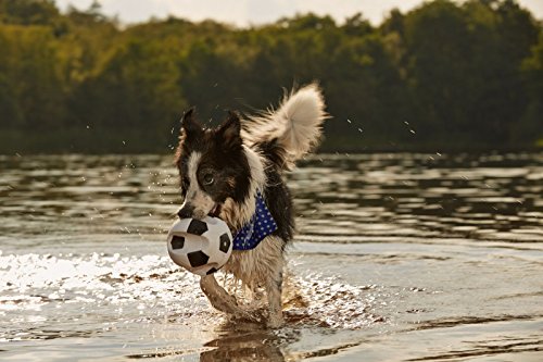 Gor Mascotas Vinilo Super Soccer Squeaky Pelota de Juguete para Perros