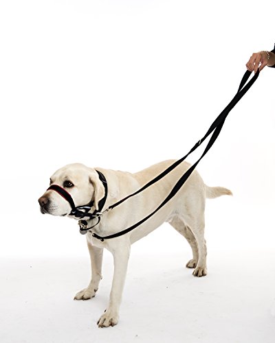 HALTI Training Lead (6' 6") HALTI Training Lead (6' 6")