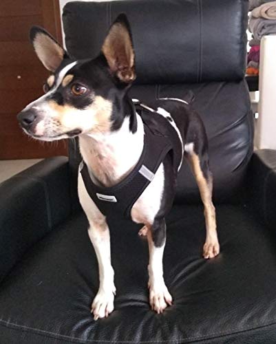 HAPPY HACHI Arnés Gato Chaleco Gatito Perro Pequeño Ajustable Suave Acolchado Cómodo para Viajar Pasear con Mascota Pequeña Cachorro Chihuahua(M Negro)