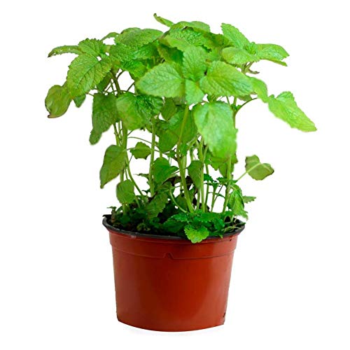 Hierbabuena (Maceta 10,5 cm Ø) - Planta viva - Planta aromatica Hierbabuena (Maceta 10,5 cm Ø) - Planta viva - Planta aromatica