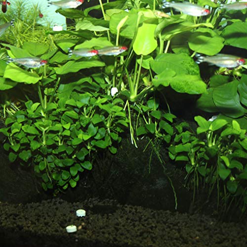 JBL Fertilizante FerropolTabs 2020000 para acuarios de Agua Dulce, 30 Pastillas JBL Fertilizante FerropolTabs 2020000 para acuarios de Agua Dulce, 30 Pastillas