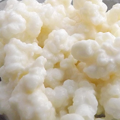 KombuchaOrganic ® Granos de leche viva orgánica certificada kéfir (granos tibetanos, setas de calidad, garantizada por UKAS Lab culturas de calidad excepcional y únicas, 10 g)