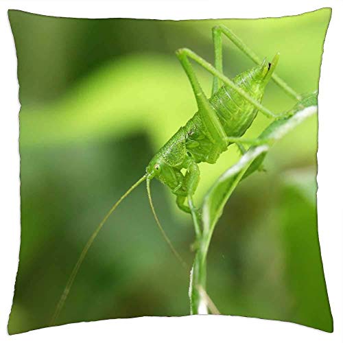 MAY-XCustom Fundas para Cojine,The Chi Stomach Insects Green Makro Forest Nature Funda De Almohada, Fundas De Cojín Personalizadas para Correr, Escalar, Viajar,45x45cm