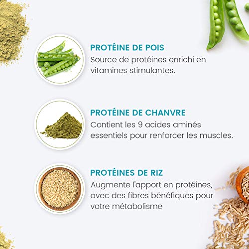 Mezcla de Proteína Vegana Orgánica 500 g - Polvo de Proteína de Cáñamo, Guisante y Arroz, Potencia y Tonifica Músculos, Con 20 Aminoácidos Esenciales Para Desarrollo Muscular, Sin Grasa