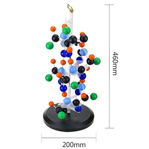 Modelo de proteína con Base Acercarse 300 Millones Times Stick Tipo Proteína Secundario Estructura Modelo para Enseñando Investigación Coleccionables Modelo de proteína con Base Acercarse 300 Millones Times Stick Tipo Proteína Secundario Estructura Modelo para Enseñando Investigación Coleccionables