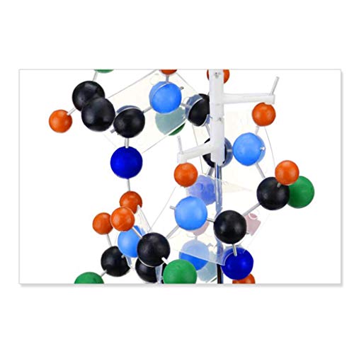 Modelo de proteína con Base Acercarse 300 Millones Times Stick Tipo Proteína Secundario Estructura Modelo para Enseñando Investigación Coleccionables Modelo de proteína con Base Acercarse 300 Millones Times Stick Tipo Proteína Secundario Estructura Modelo para Enseñando Investigación Coleccionables