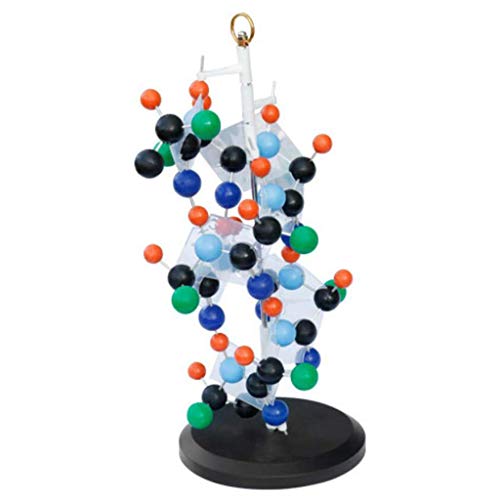 Modelo de proteína con Base Acercarse 300 Millones Times Stick Tipo Proteína Secundario Estructura Modelo para Enseñando Investigación Coleccionables Modelo de proteína con Base Acercarse 300 Millones Times Stick Tipo Proteína Secundario Estructura Modelo para Enseñando Investigación Coleccionables