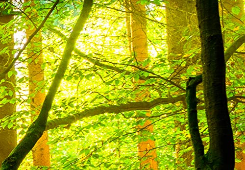 murando Fotomurales 350x256 cm XXL Papel pintado tejido no tejido Decoración de Pared decorativos Murales moderna de Diseno Fotográfico Bosque Naturaleza c-B-0241-a-a murando Fotomurales 350x256 cm XXL Papel pintado tejido no tejido Decoración de Pared decorativos Murales moderna de Diseno Fotográfico Bosque Naturaleza c-B-0241-a-a