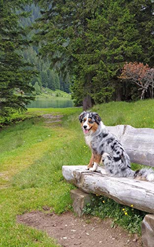 Notebook: Tricolor Border Collie On A Seat In The Swiss Alps 5" x 8" 150 Ruled Pages