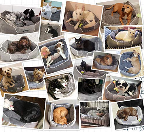 Pecute Cama de Perros y Mascotas Básica Cama de Suave Gamuza para Perros y Gatos de Color Gris M(63 * 53cm) Pecute Cama de Perros y Mascotas Básica Cama de Suave Gamuza para Perros y Gatos de Color Gris M(63 * 53cm)