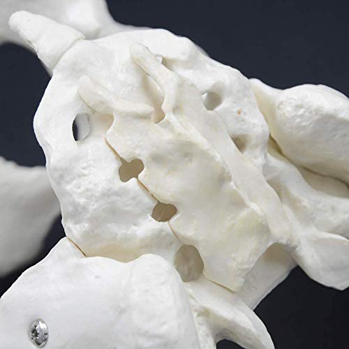 Pelvis Pelvis Female Pelvis Natural Tibia Tibia Tibia Estructura de Obstetricia Materna Mantela Pelvis Pelvis Female Pelvis Natural Tibia Tibia Tibia Estructura de Obstetricia Materna Mantela