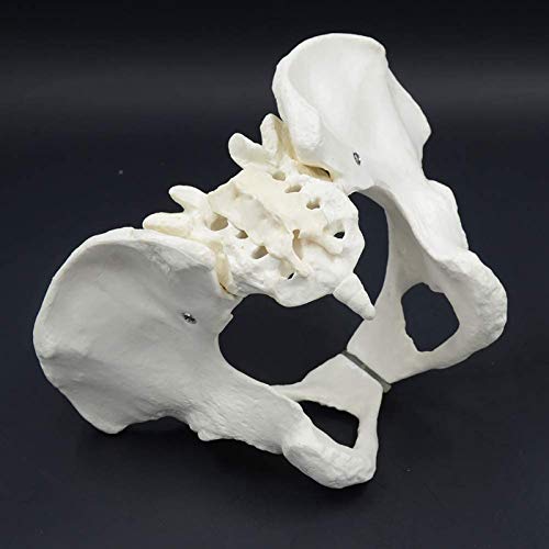 Pelvis Pelvis Female Pelvis Natural Tibia Tibia Tibia Estructura de Obstetricia Materna Mantela Pelvis Pelvis Female Pelvis Natural Tibia Tibia Tibia Estructura de Obstetricia Materna Mantela