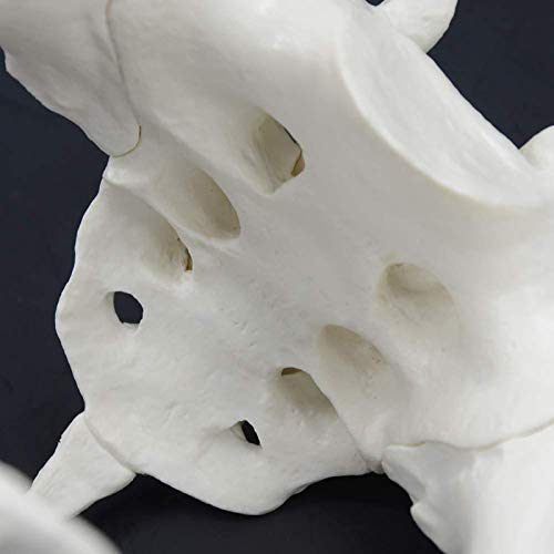 Pelvis Pelvis Female Pelvis Natural Tibia Tibia Tibia Estructura de Obstetricia Materna Mantela Pelvis Pelvis Female Pelvis Natural Tibia Tibia Tibia Estructura de Obstetricia Materna Mantela