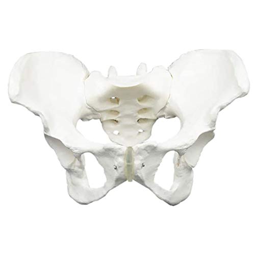 Pelvis Pelvis Female Pelvis Natural Tibia Tibia Tibia Estructura de Obstetricia Materna Mantela Pelvis Pelvis Female Pelvis Natural Tibia Tibia Tibia Estructura de Obstetricia Materna Mantela