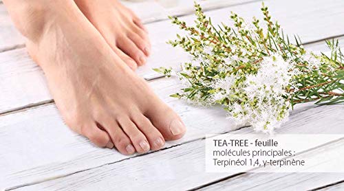 Pranarôm - Aceite Esencial de Árbol del Té - Hoja - 10 ml Pranarôm - Aceite Esencial de Árbol del Té - Hoja - 10 ml