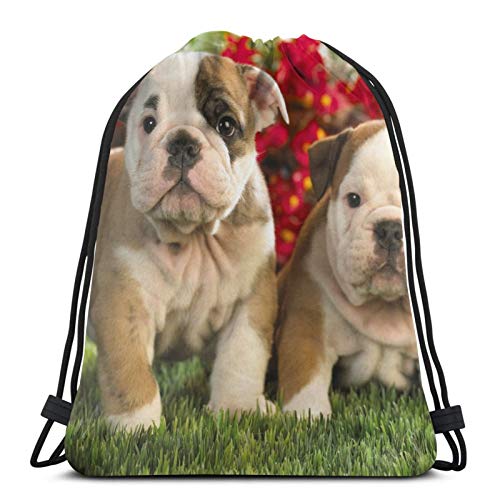 QUEMIN Mochila Deportiva Liviana con cordón, para Mujeres Hombres Estudiantes para Trabajo/Gimnasio/Escuela Bulldog inglés QUEMIN Mochila Deportiva Liviana con cordón, para Mujeres Hombres Estudiantes para Trabajo/Gimnasio/Escuela Bulldog inglés