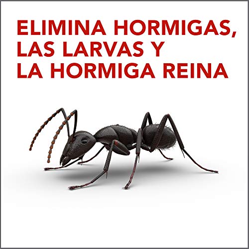 Raid Cebo Antihormigas - Insecticida Cebo Hormigas Interior y Exterior