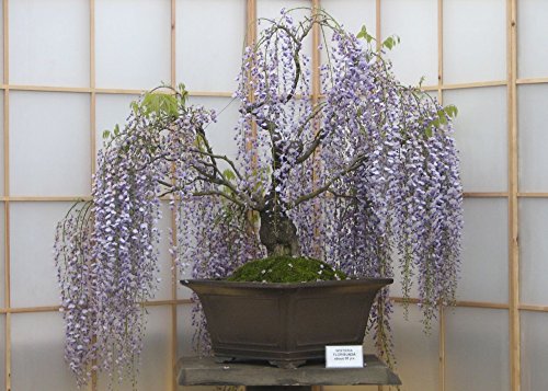 SAFLAX - Glicinia africana - 15 semillas - Bolusanthus speciosus SAFLAX - Glicinia africana - 15 semillas - Bolusanthus speciosus