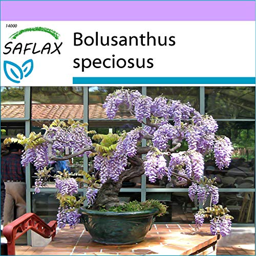 SAFLAX - Glicinia africana - 15 semillas - Bolusanthus speciosus SAFLAX - Glicinia africana - 15 semillas - Bolusanthus speciosus