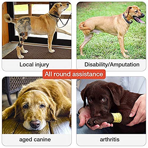 Soporte del arnés perro las patas delanteras de elevación for mascotas perros pata de apoyo trasera Brace las correas del arnés ajustable for ancianos, discapacitados, Lesiones las articulaciones Soporte del arnés perro las patas delanteras de elevación for mascotas perros pata de apoyo trasera Brace las correas del arnés ajustable for ancianos, discapacitados, Lesiones las articulaciones