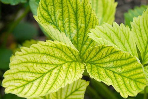 Sulfato de Hierro granulado 25 Kilos. Abono de Fondo Utilizado para Tratar Las clorosis férricas o amarillamiento de Las Plantas.