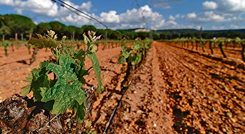 Sulfato de Hierro granulado 25 Kilos. Abono de Fondo Utilizado para Tratar Las clorosis férricas o amarillamiento de Las Plantas. Sulfato de Hierro granulado 25 Kilos. Abono de Fondo Utilizado para Tratar Las clorosis férricas o amarillamiento de Las Plantas.