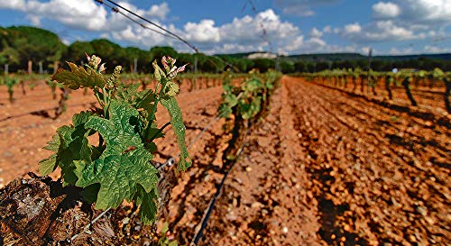 Sulfato de Hierro granulado 25 Kilos. Abono de Fondo Utilizado para Tratar Las clorosis férricas o amarillamiento de Las Plantas.