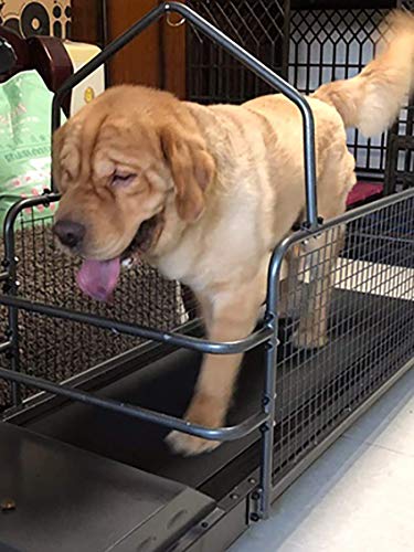 YAOUFBZ The New Dog Treadmill,Fitness Pet Treadmill Ejercicio en Interiores con Pantalla de visualización,hasta 220 Libras,Ejercicio en Interiores para Perros