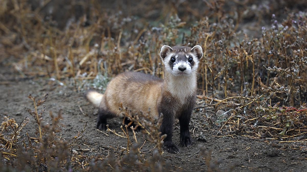 Hurones en peligro de extinción reciben la vacuna experimental COVID-19