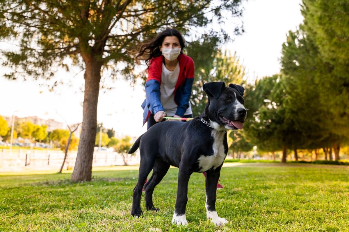 Por qué los perros y gatos pueden necesitar sus propias vacunas COVID-19