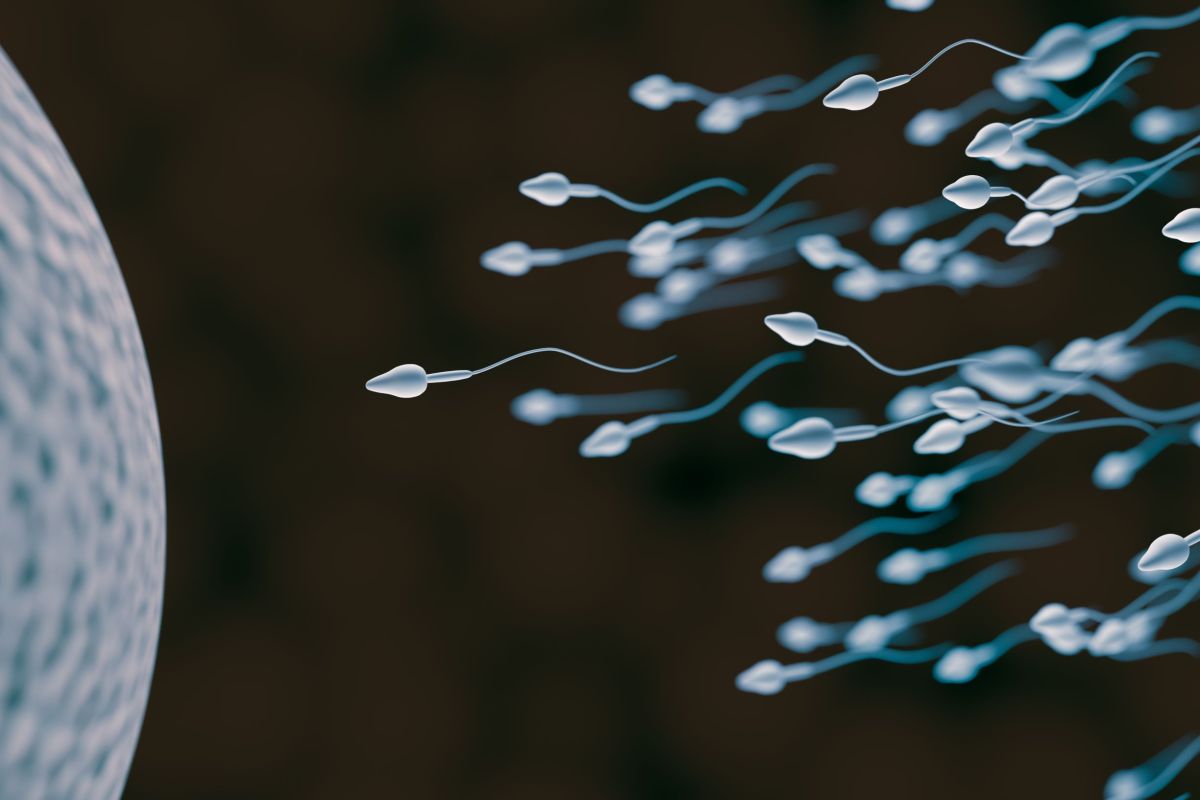 COVID-19 puede reducir el número de espermatozoides, según un pequeño estudio