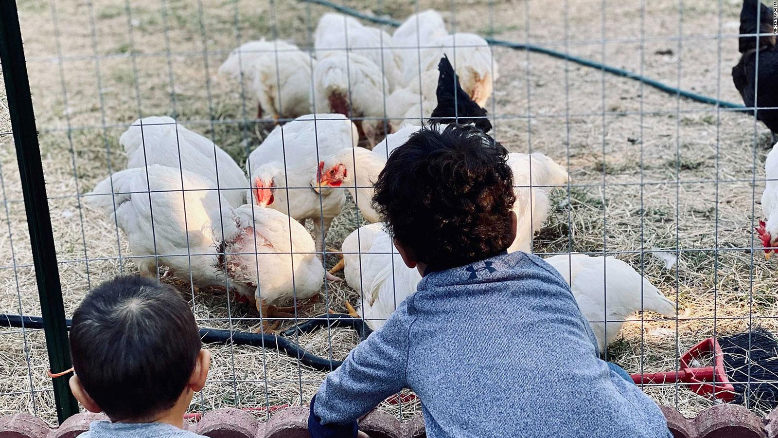 Cuando no pudo encontrar opciones saludables para su familia durante la pandemia, un padre convirtió su patio trasero en una granja