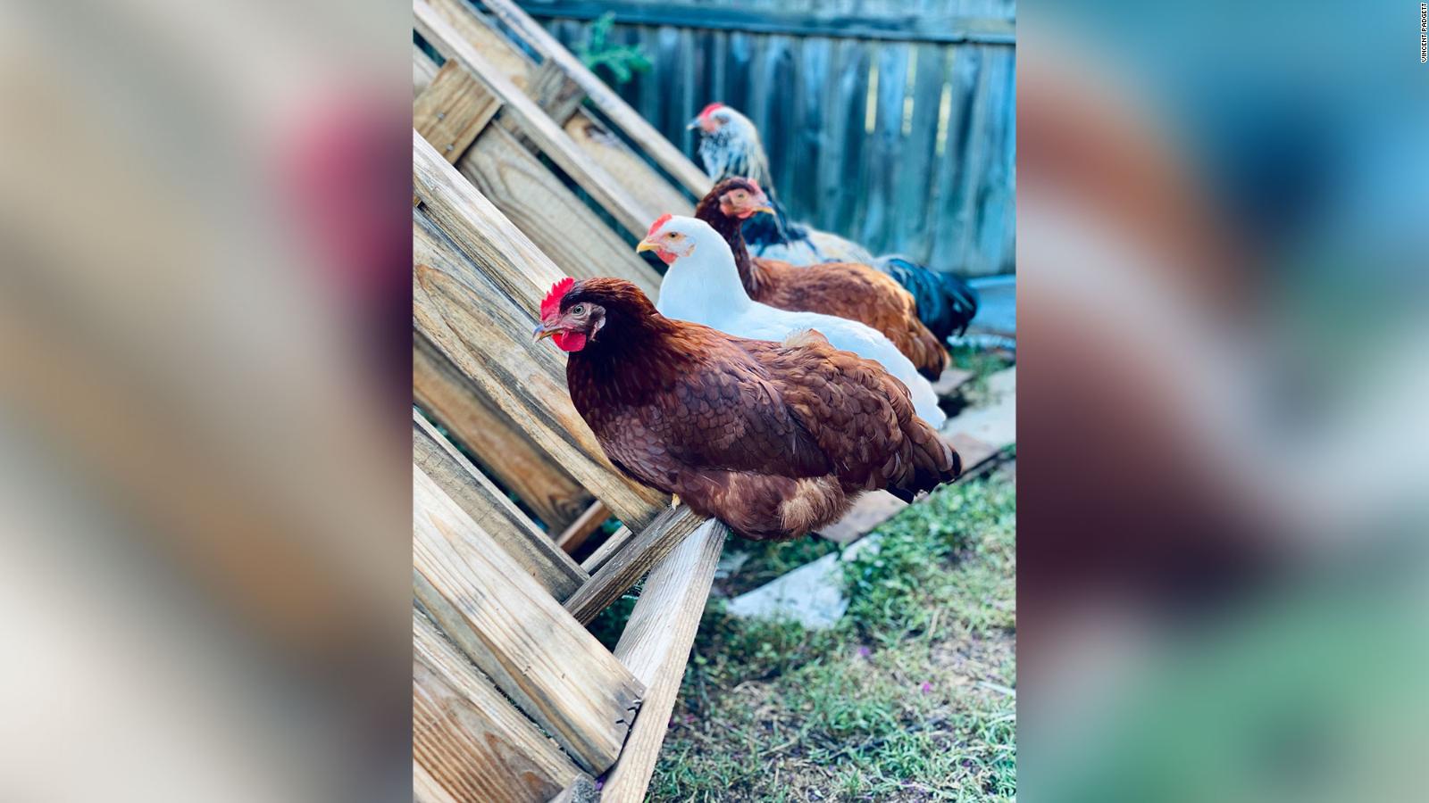 Cuando no pudo encontrar opciones saludables para su familia durante la pandemia, un padre convirtió su patio trasero en una granja