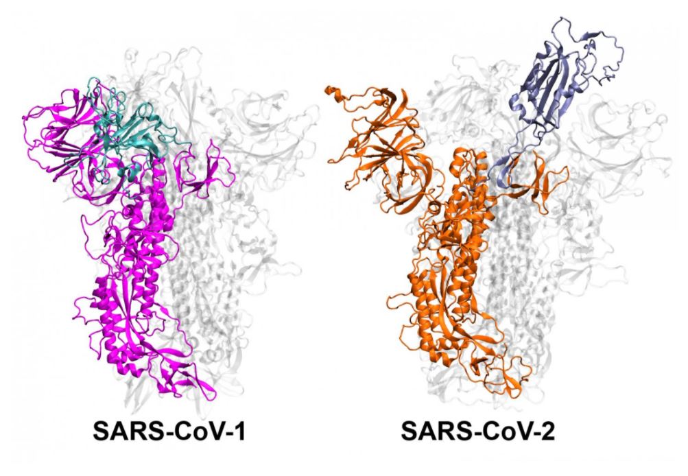 Por qué COVID-19 se propaga más fácilmente que el SARS